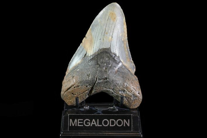 Megalodon Tooth - North Carolina #82923